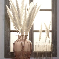 Natural Dried Pampas Grass - K&J Empire